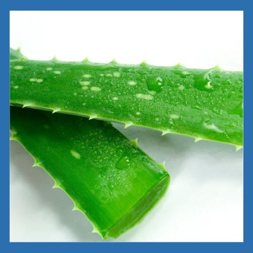 Aloe vera