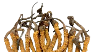Cordyceps