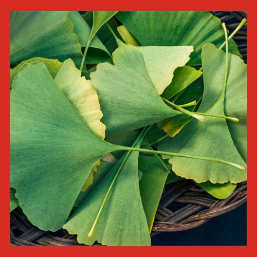 Extracto de gingko biloba