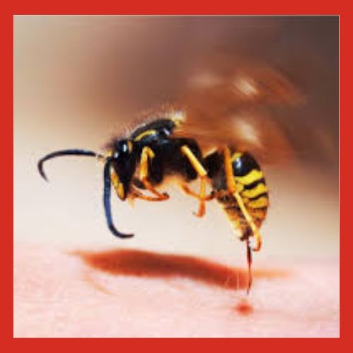 Extracto de veneno de abeja