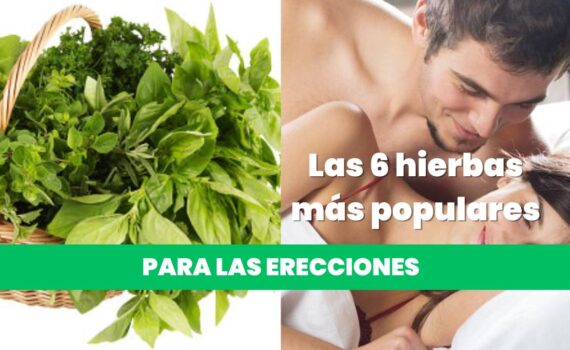 Hierbas y plantas más populares para la erección masculina