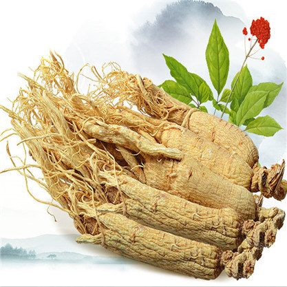 Panax ginseng para hacer crecer el pene