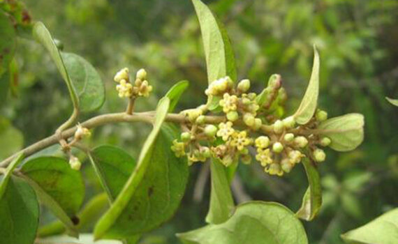 beneficios de la Gymnema sylvestre