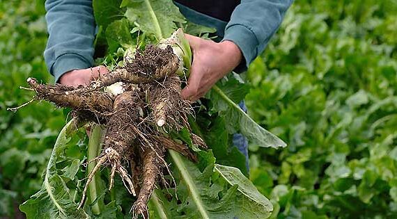 beneficios de la achicoria