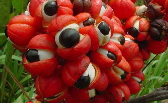 beneficios del guaraná