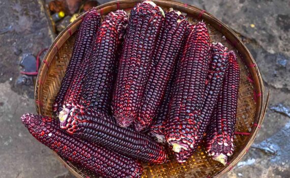 beneficios del maíz morado