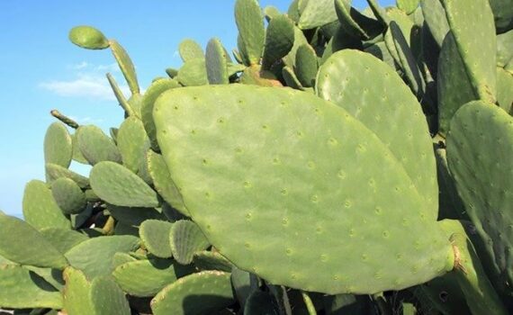 beneficios del nopal