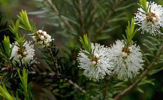 bneficios del árbol de té