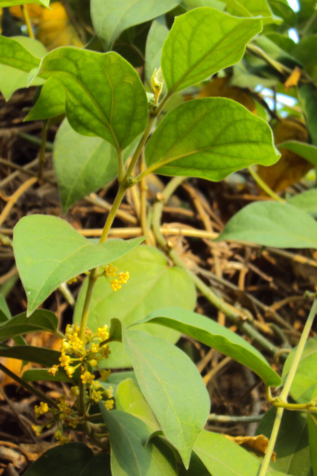 ¿Para qué sirve la Gymnema sylvestre y cuáles son sus beneficios?