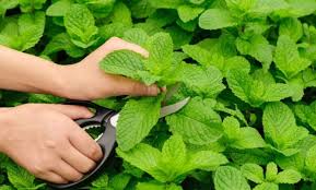 contraindicaciones de la menta