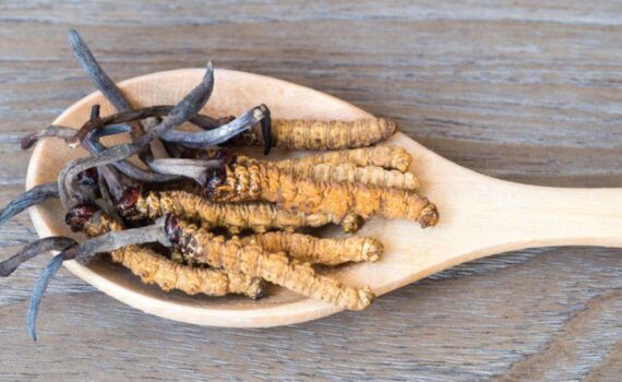 hongo tibetano cordyceps