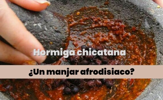 la chicatana alimento afrodisiaco