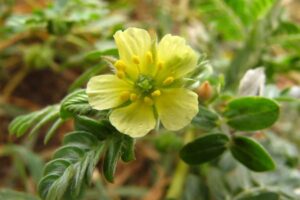 tribulus terrestris para crecer el pene